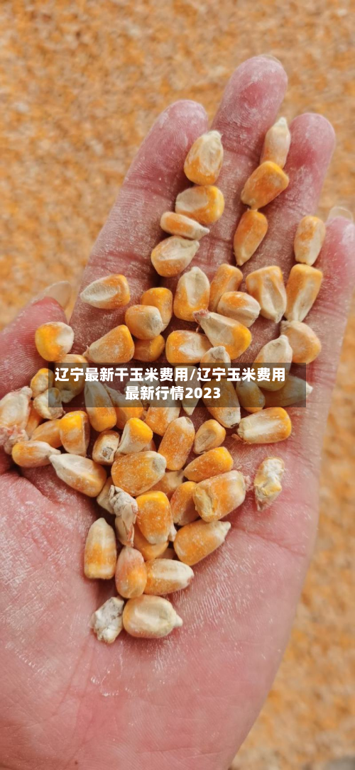 辽宁最新干玉米费用/辽宁玉米费用最新行情2023-第2张图片