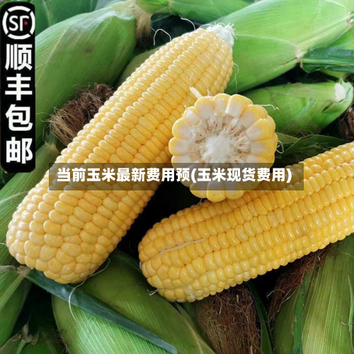 当前玉米最新费用预(玉米现货费用)-第3张图片