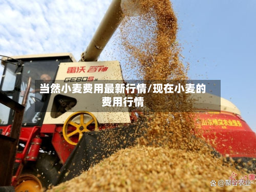 当然小麦费用最新行情/现在小麦的费用行情-第2张图片